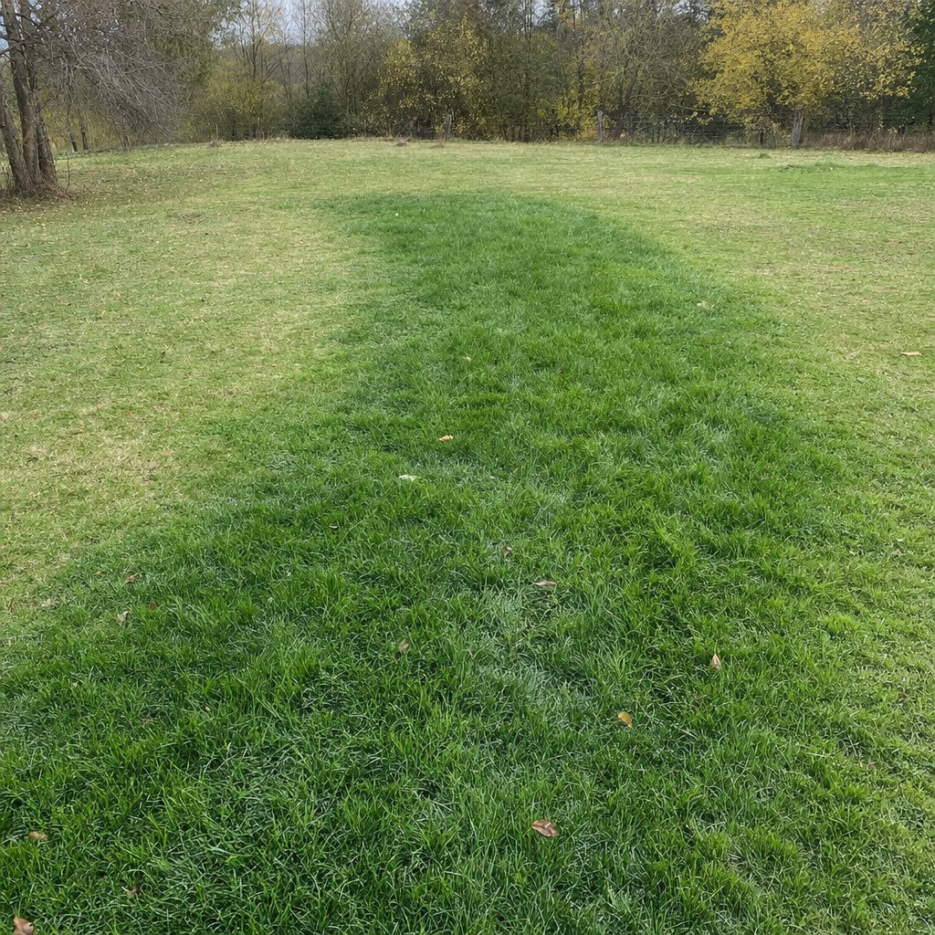 A soggy, unusually green patch of lawn over the drain field of a Washington home, a sign the septic tank needs pumping